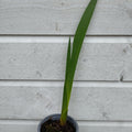 Gladiol