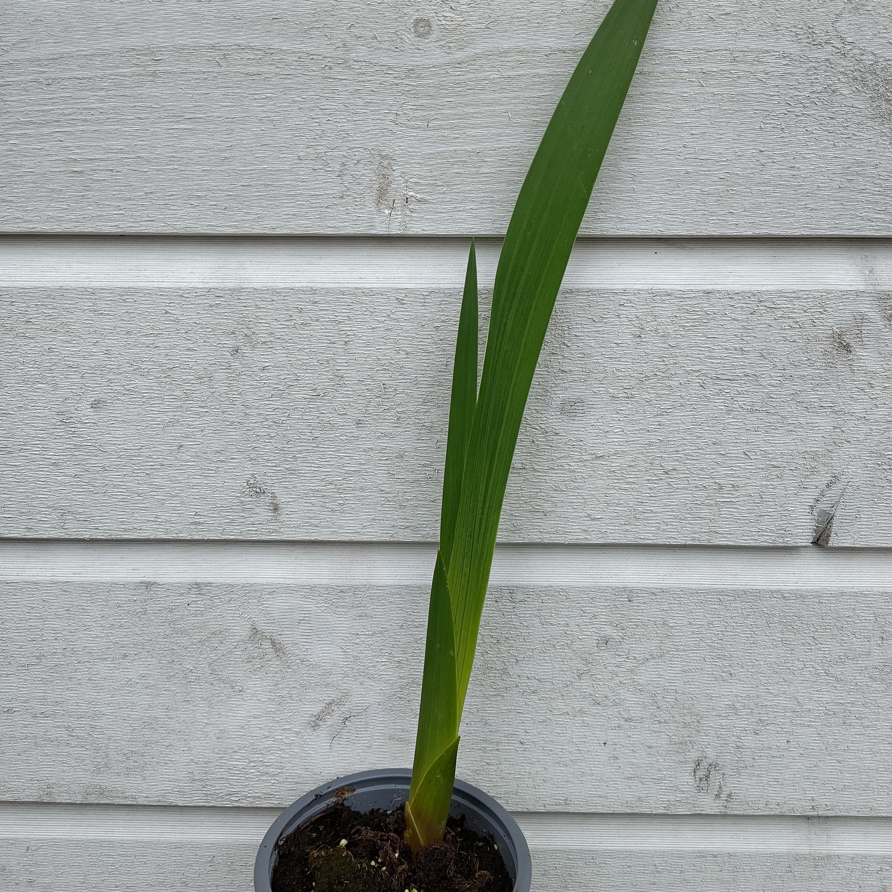 Gladiol