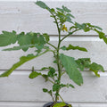 Tomatplante
