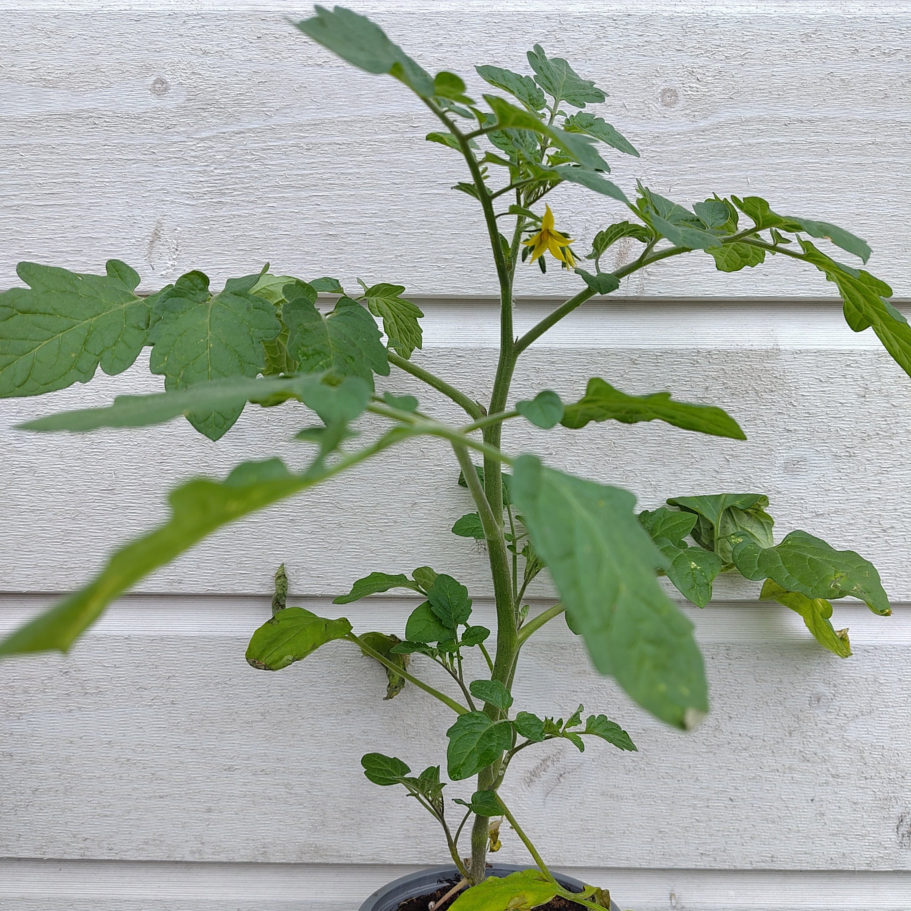 Tomatplante